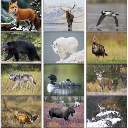 North American Wildlife 1